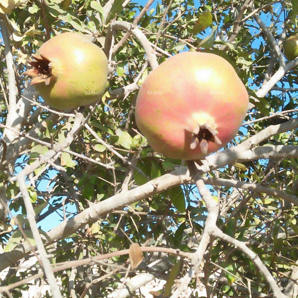 Pomegranate on a tree.