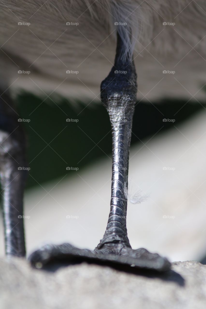 Macro seagull bird leg
