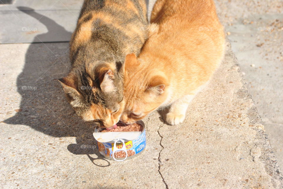 Two cats eating cat food together