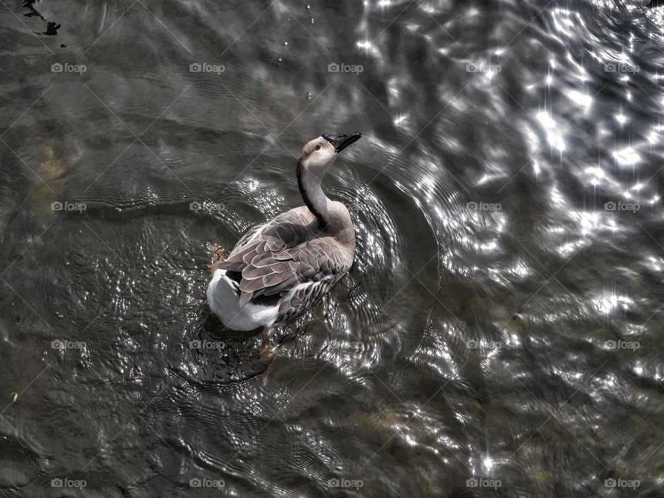 Duck swimming on the water at Sunrise