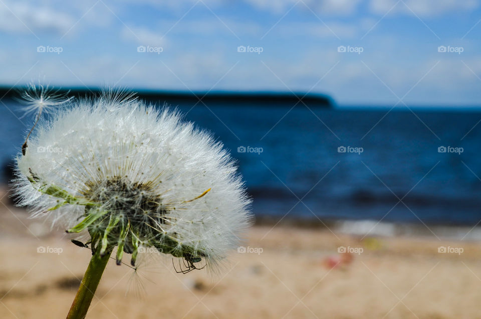 dandelion