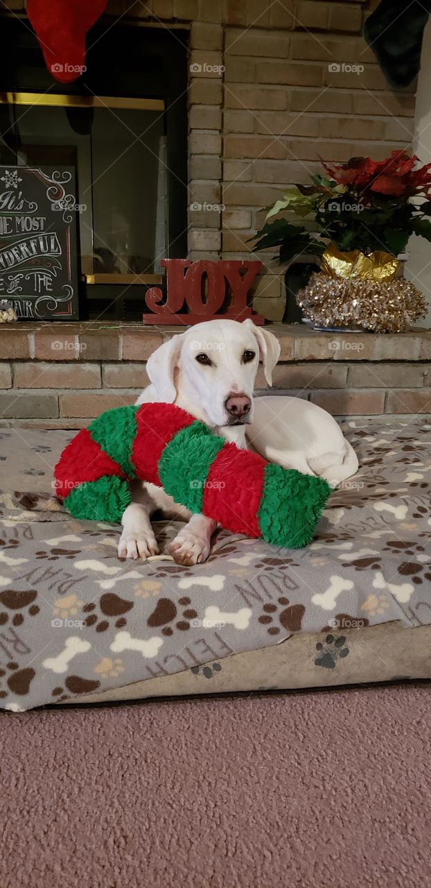 Elle our adopted dog with her Christmas candy can stuffie