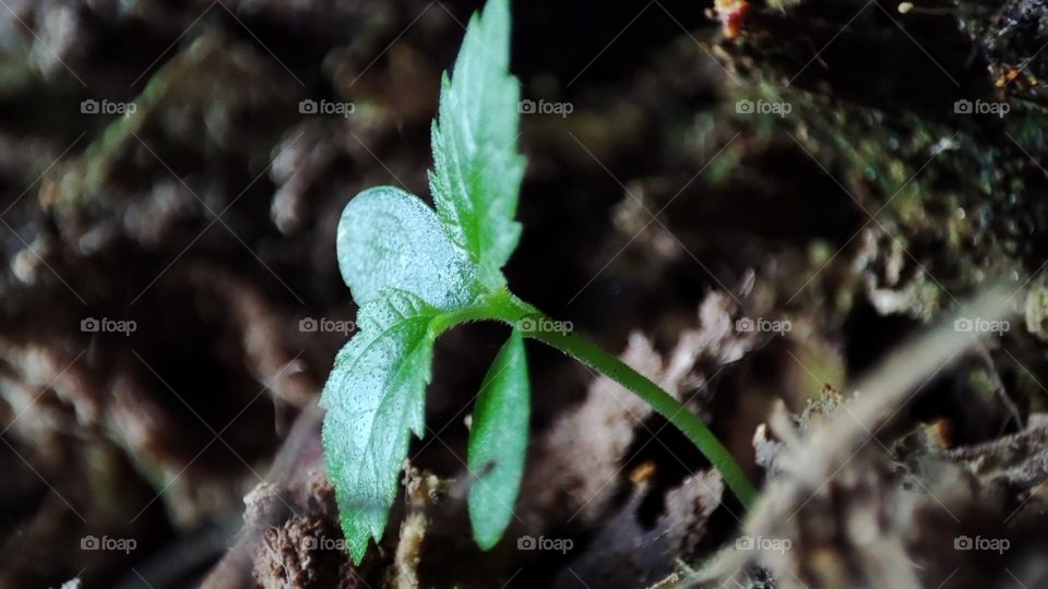 Plant growing