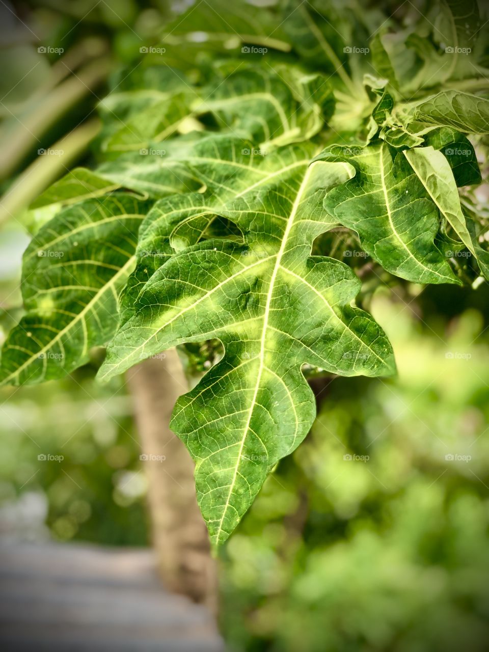 Papya leaves 