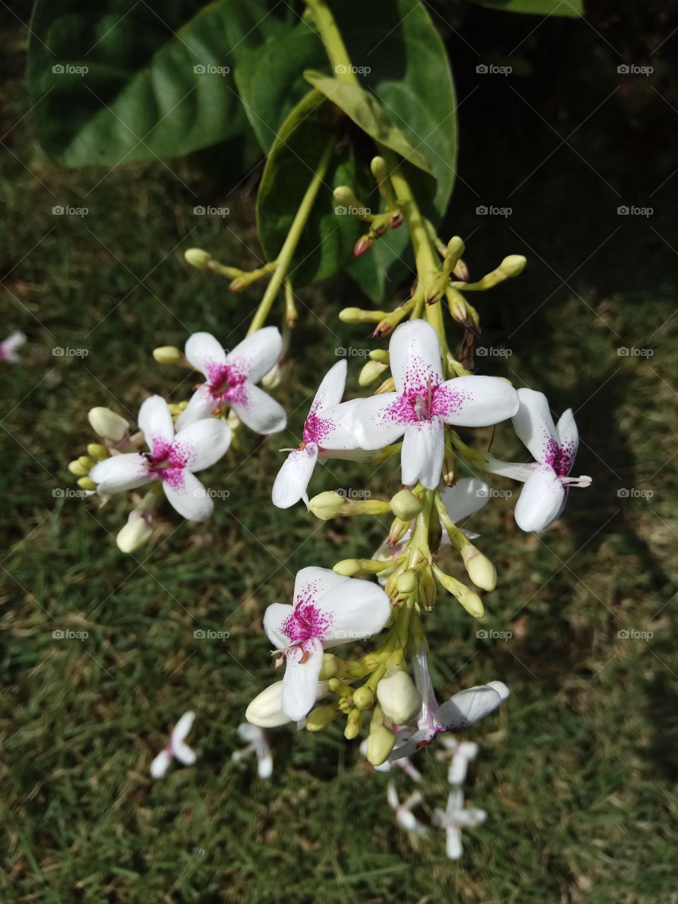 Pink and White Tropical Flowers