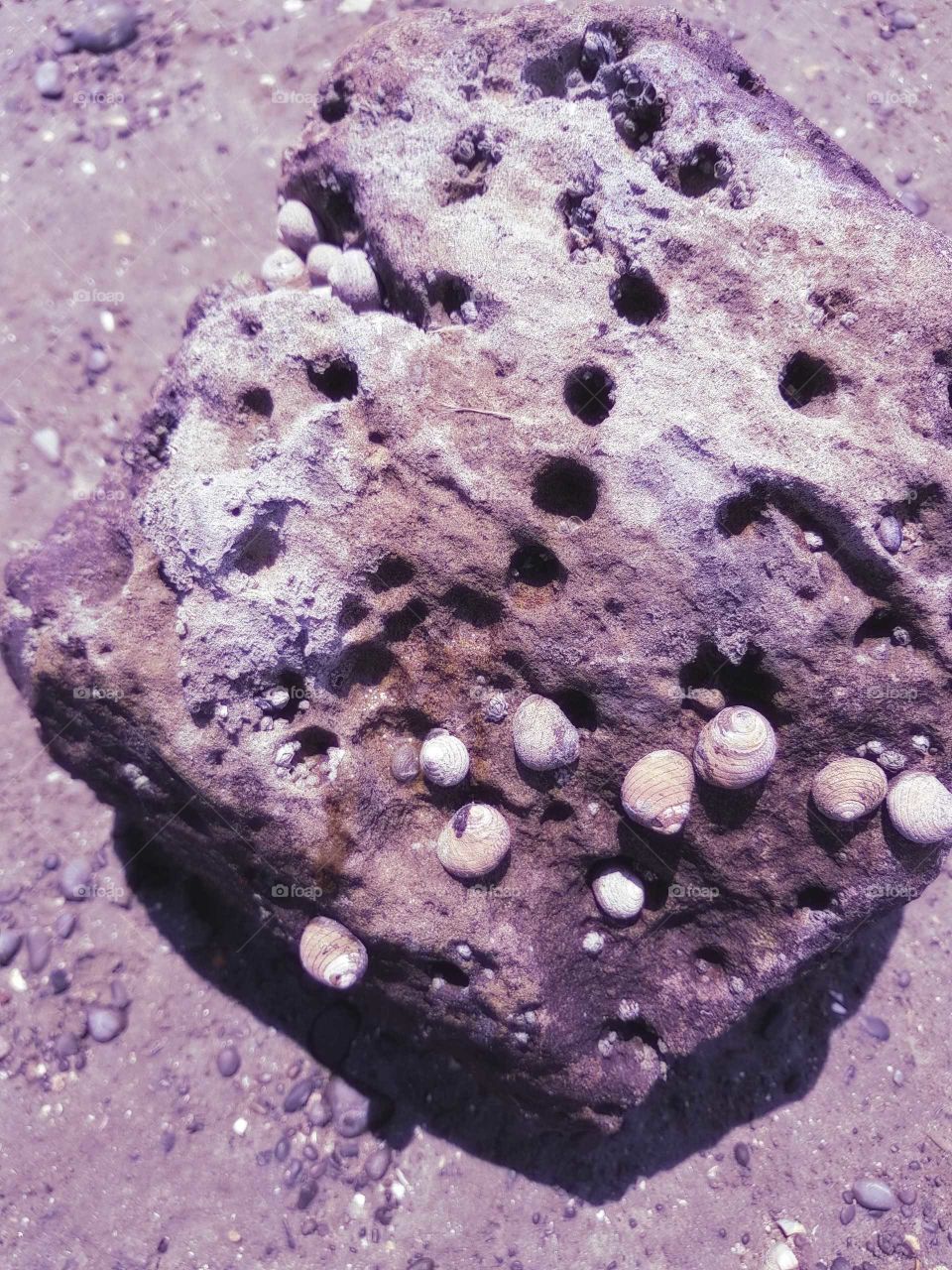 A rock on the sea shore. A home for a few snails and old holes from creatures long ago who lived inside the rock. fossilized.