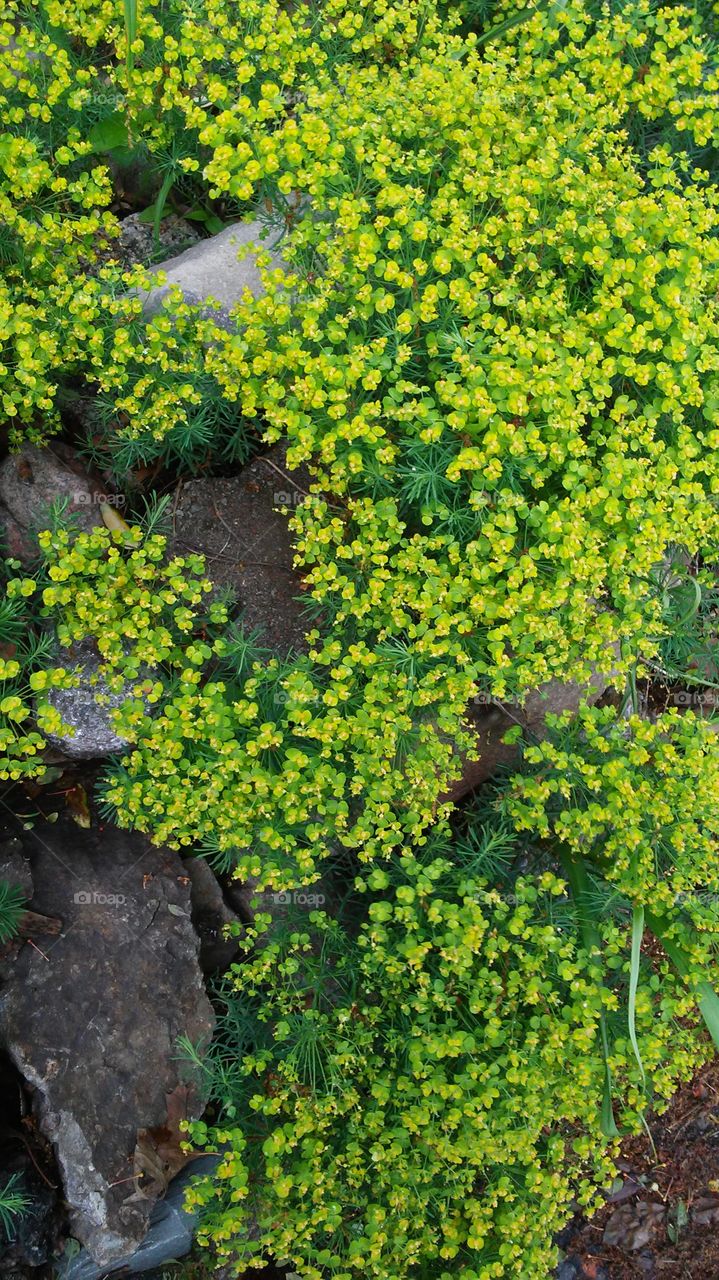 spring. flowers. beauty