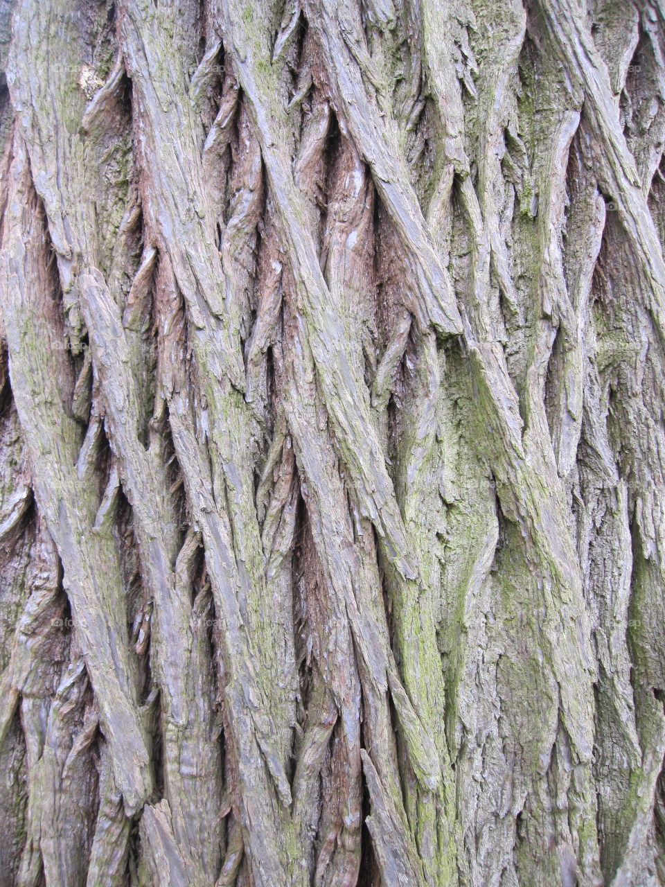 Desktop, Nature, Texture, Old, Bark