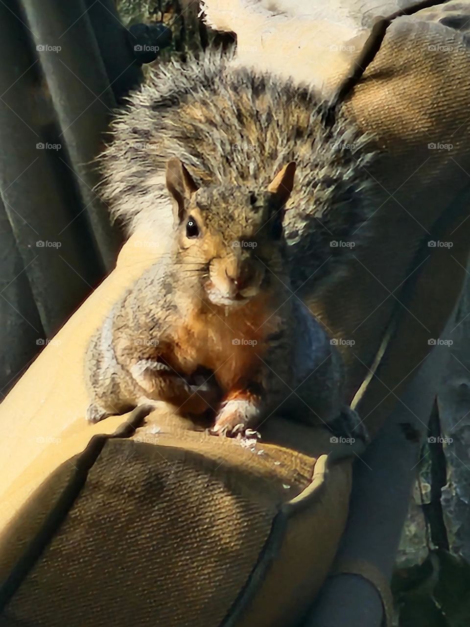 Squirrel friend