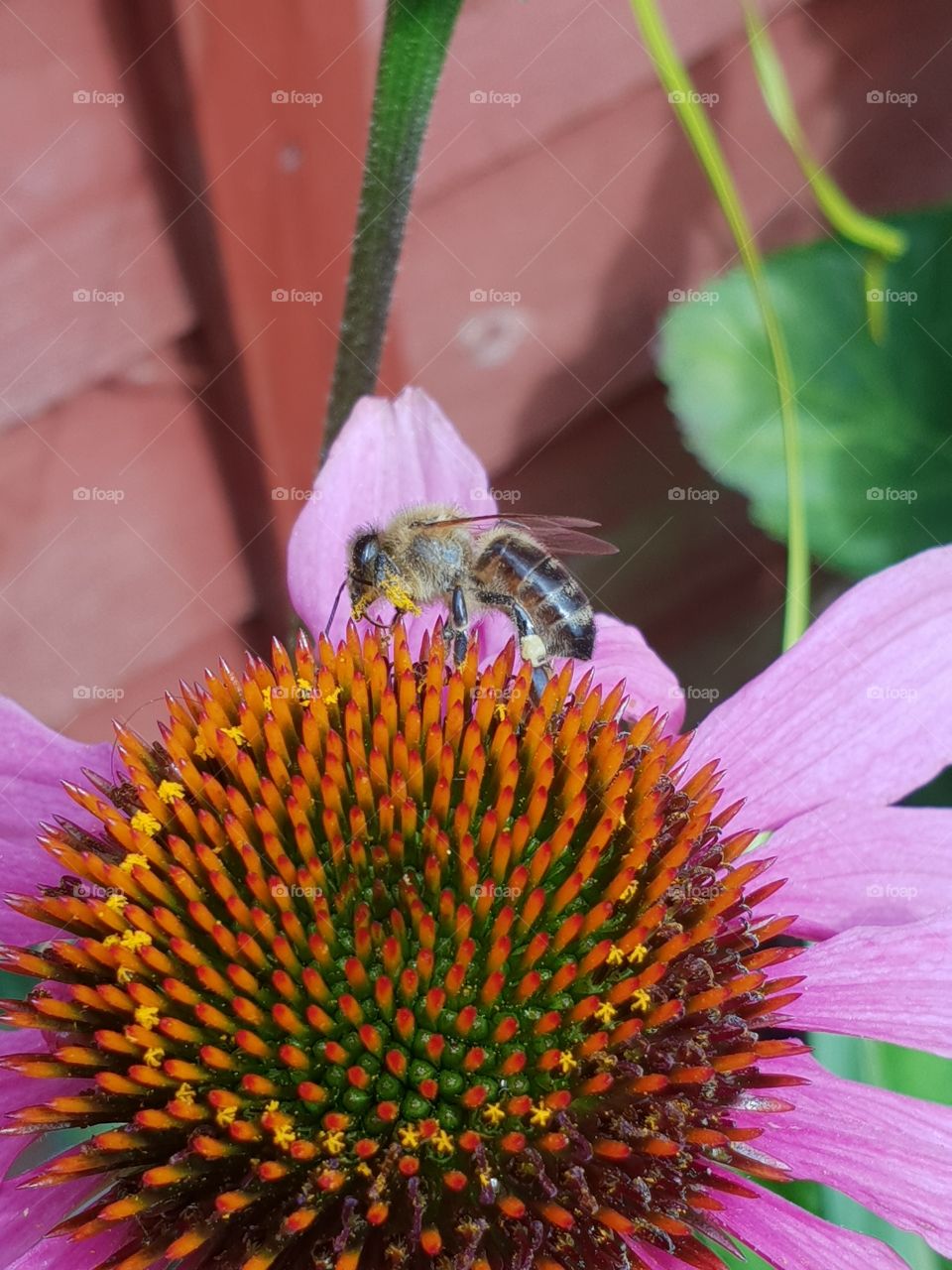 Honey Bee on Pink Echinacea Flower