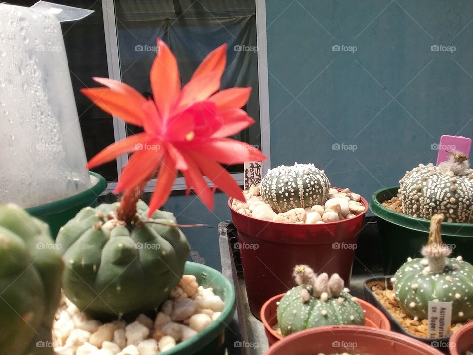 matucana madison red flower