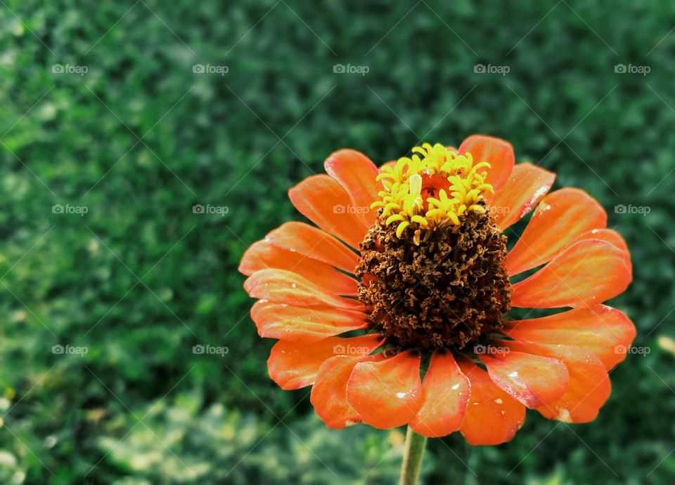 Beautiful Closeup Flower