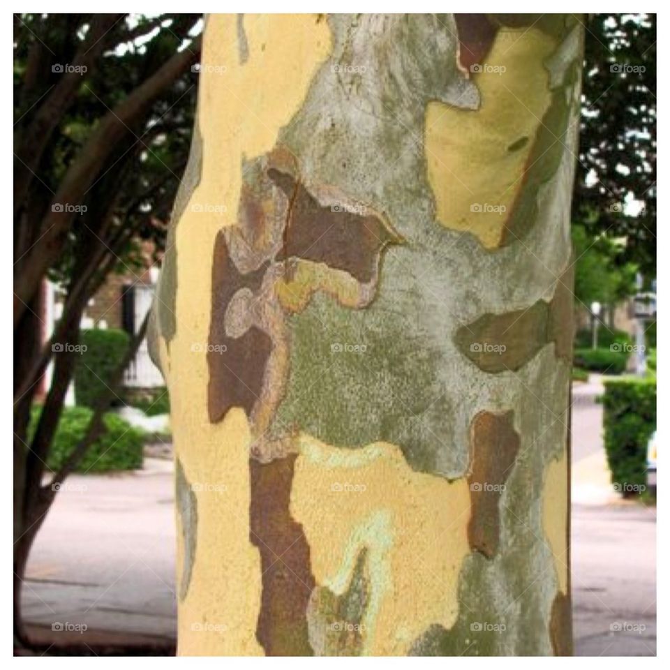 Crepe Myrtle Bark