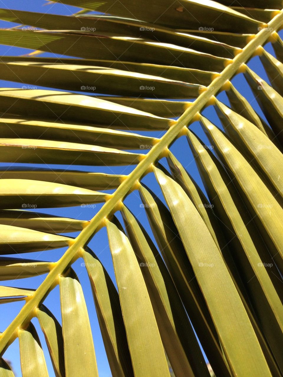 Palm leaf close up 