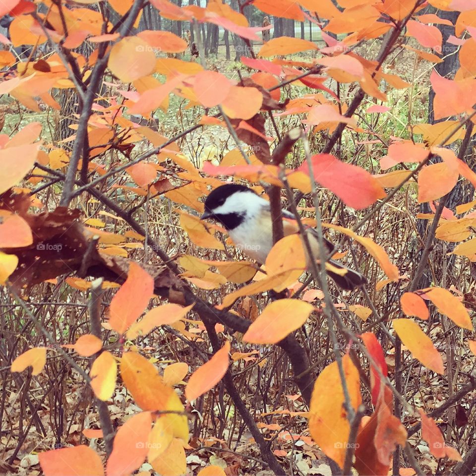 Fall, Leaf, Tree, Nature, No Person