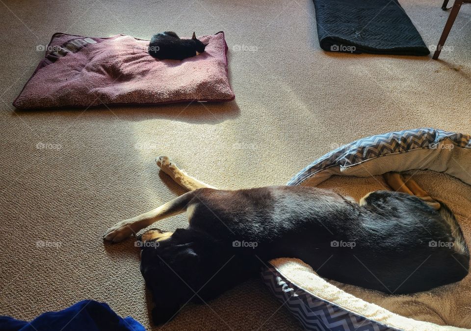 It's a ruff life when the cat steals the big bed