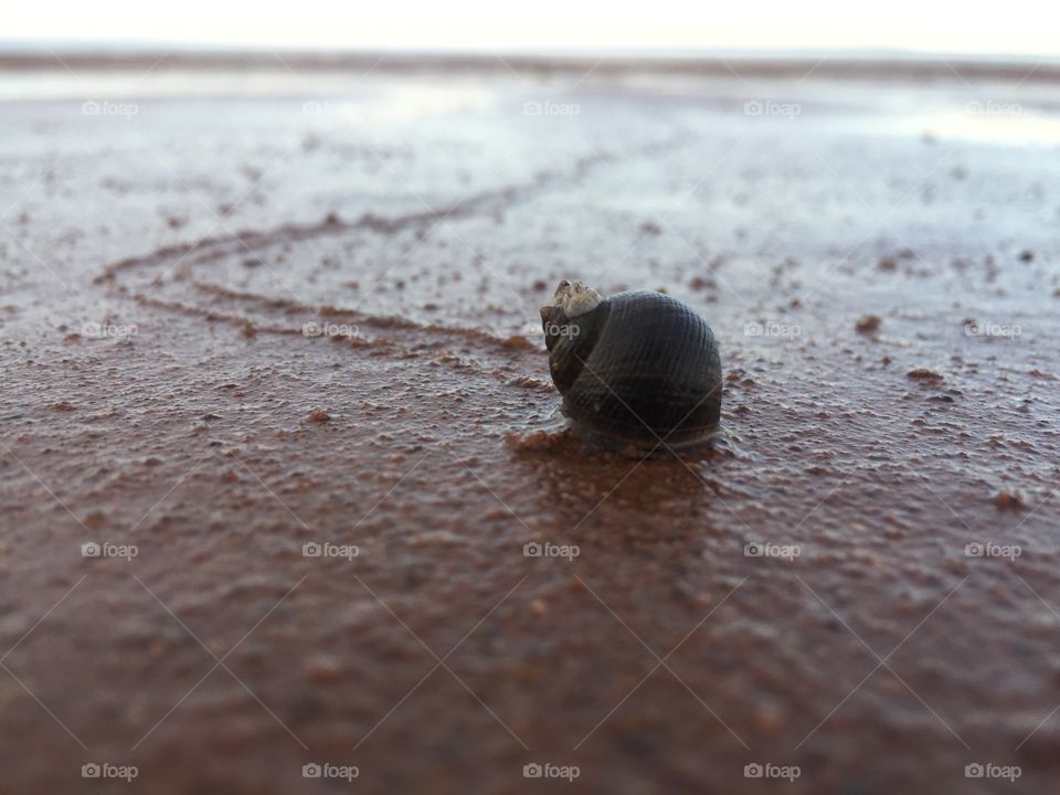 Snail