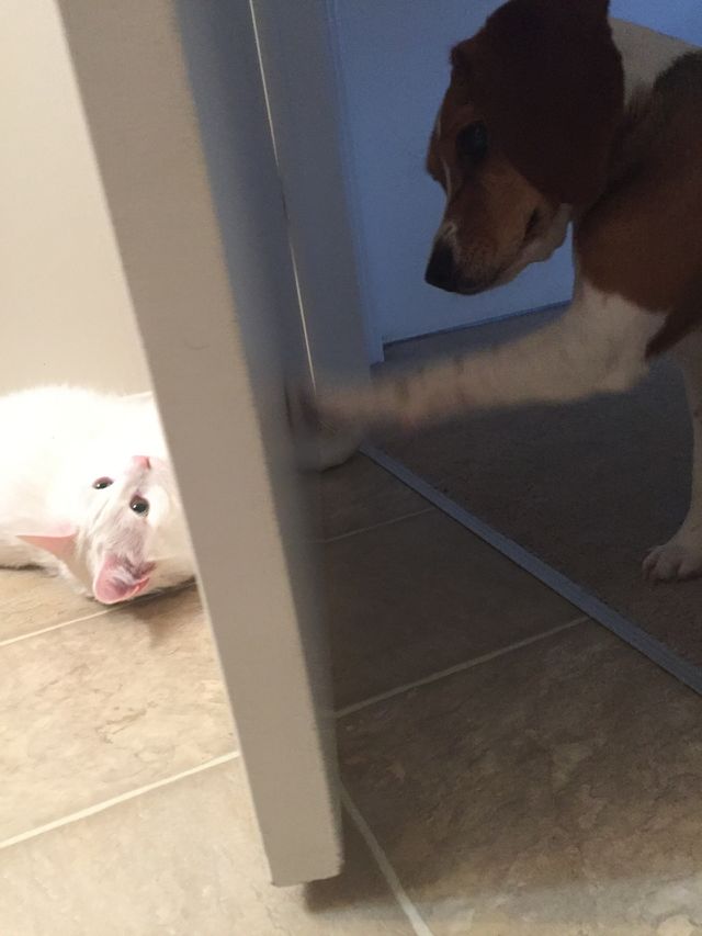 Layla and Merlin 