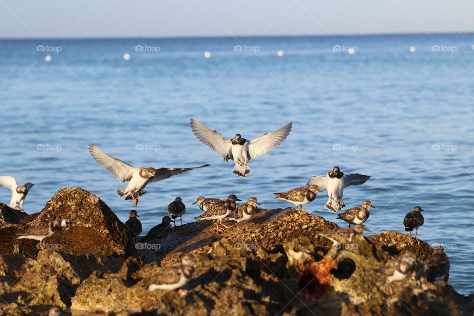 landing birda on rocky coast