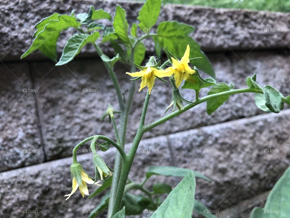 Better Boy Tomatoes