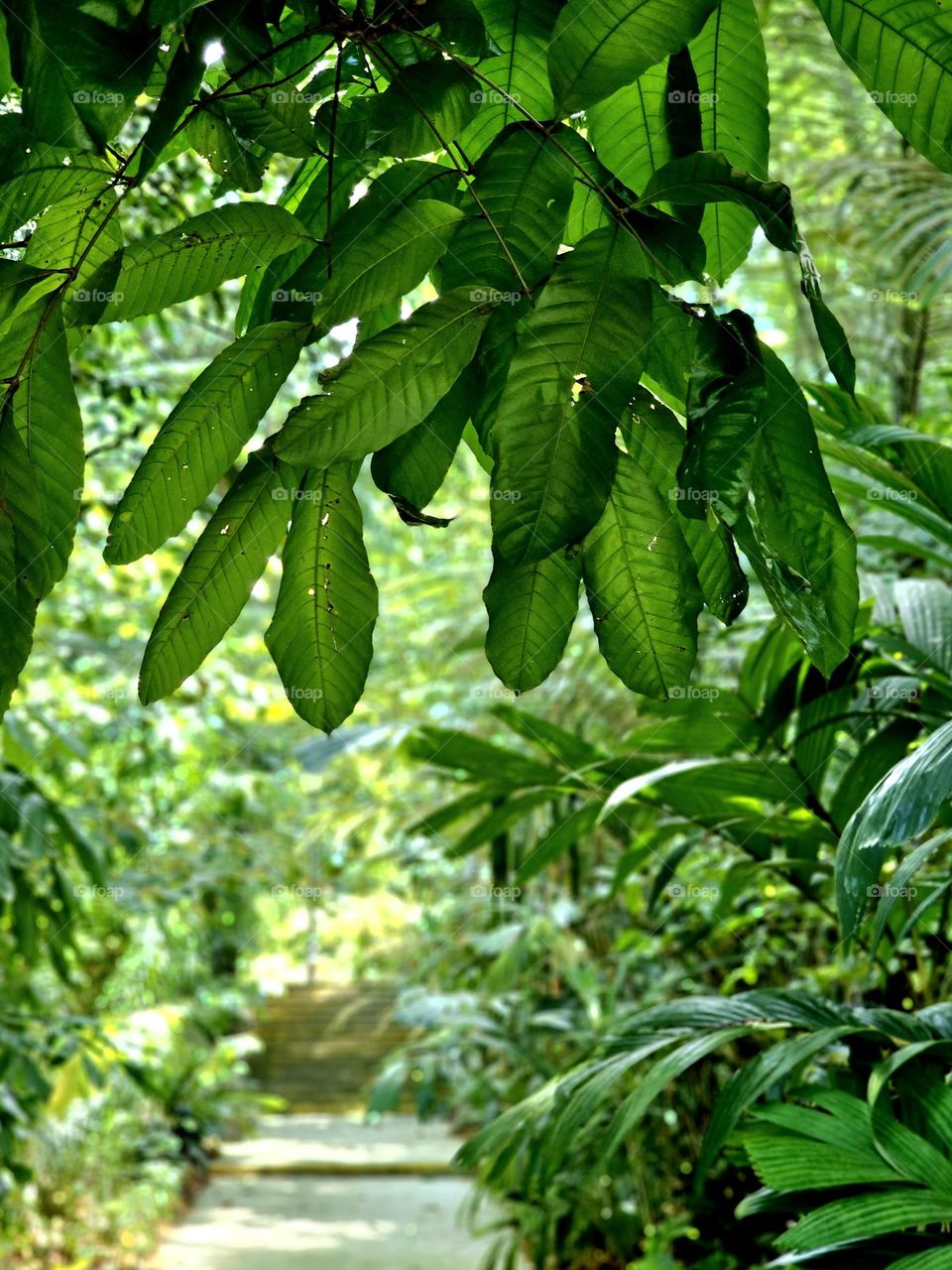 Green leaves in Spring at Botanic Garden