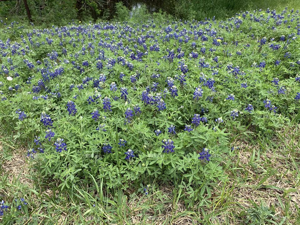 Texas Bluebonnets