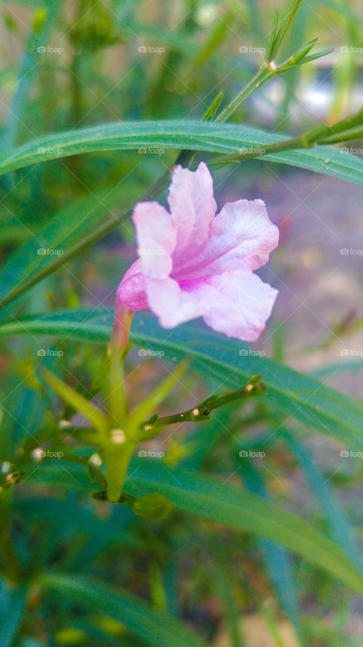 flower close up