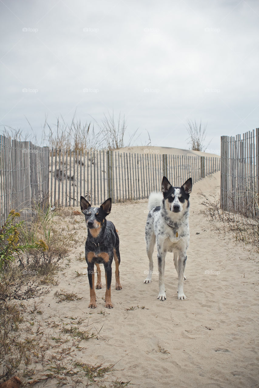 Mammal, Dog, Pet, Animal, Canine