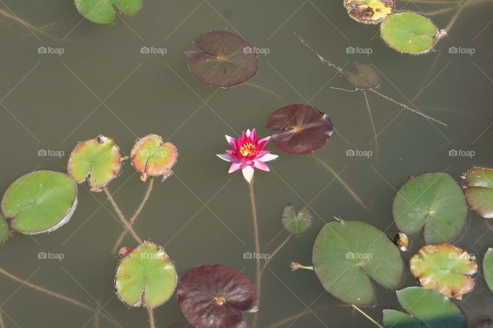 Lone Waterlily 