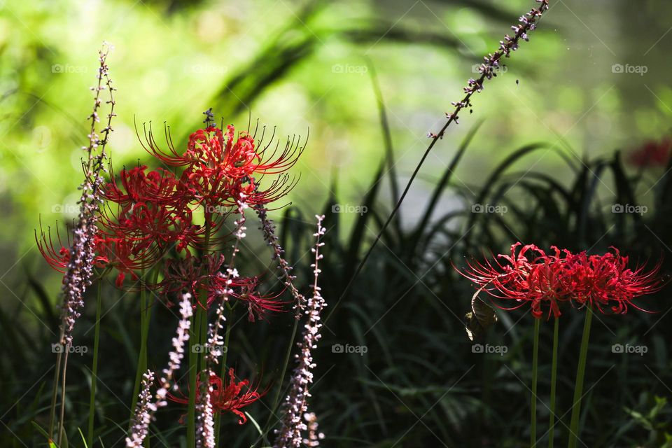 石蒜花