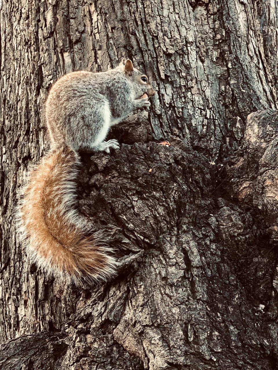 Squirrel eating nuts 