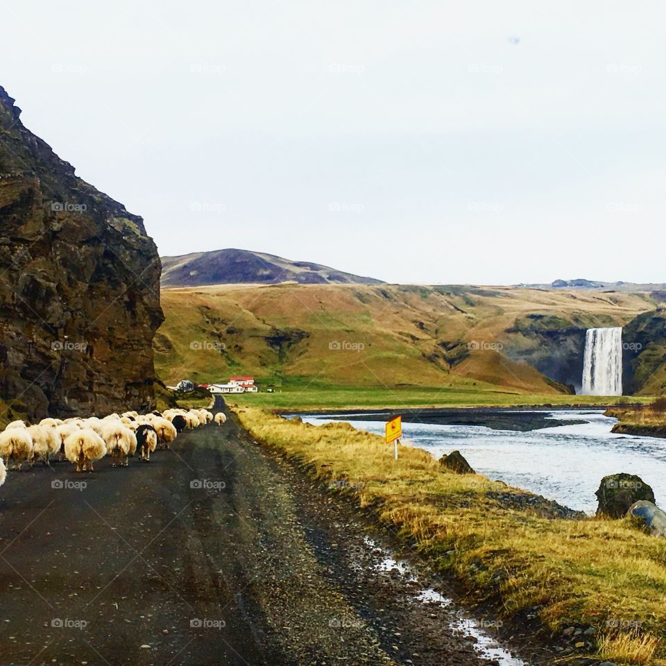 Icelandic sheep and Icelandic waterfall 