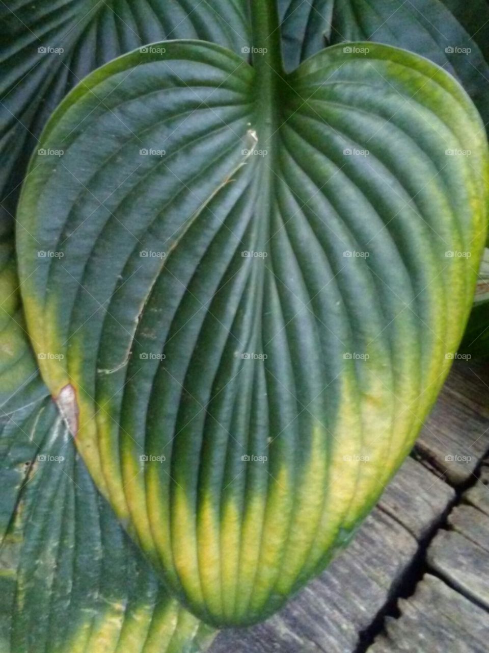 leaf