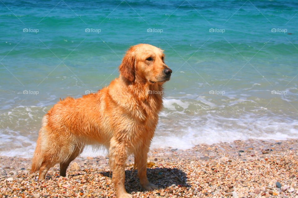 Golden Retriever at the Beach