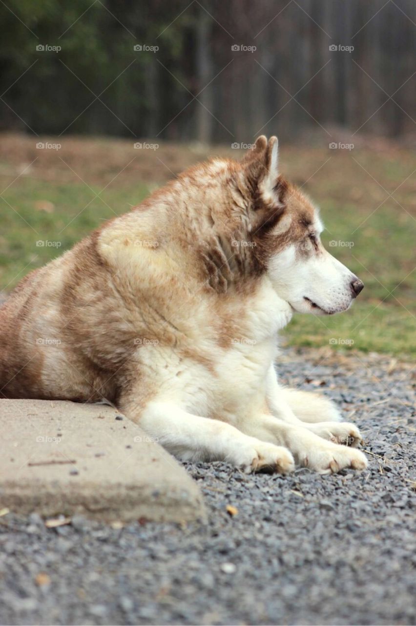 Profile of a Siberian husky. 