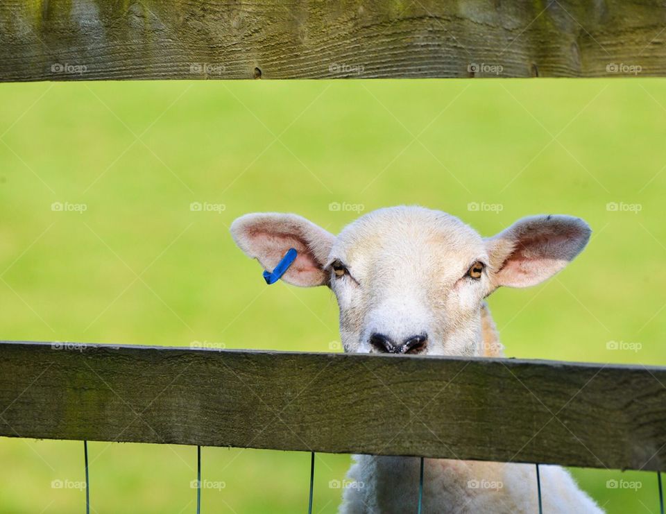Sheep behind the fence
