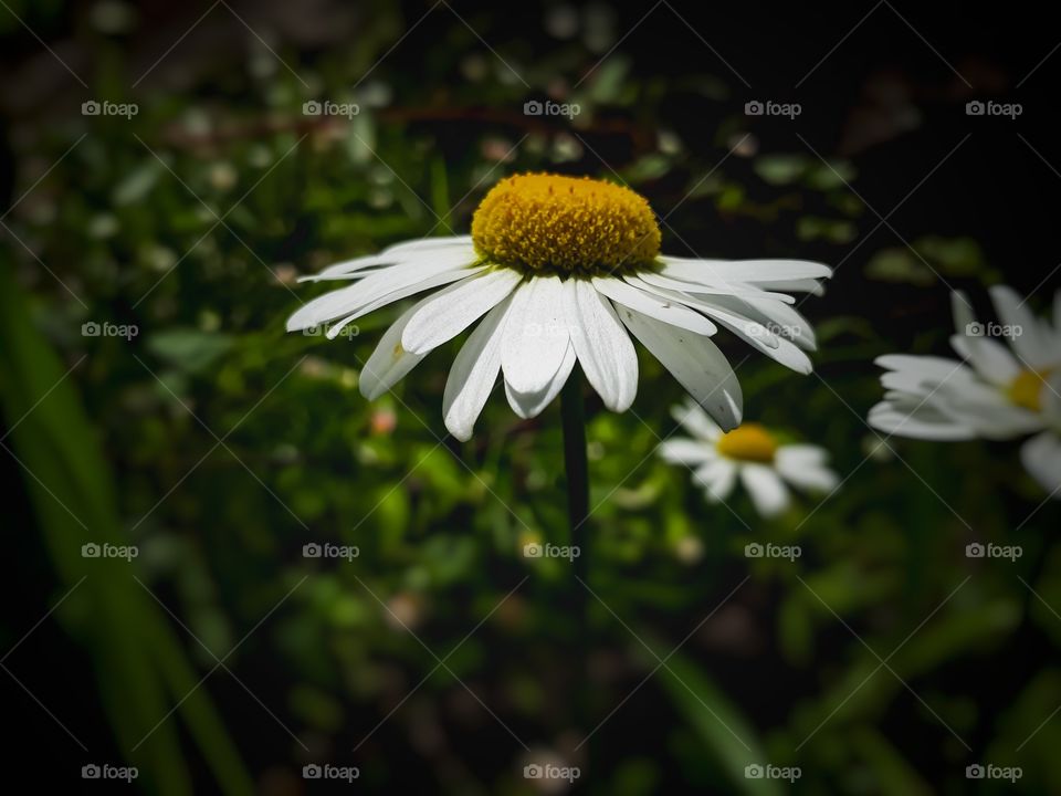 Daisy in bloom