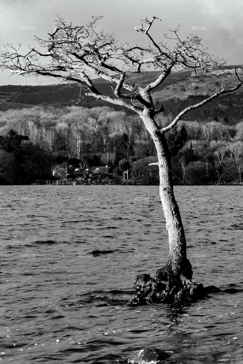 Old tree in the loch