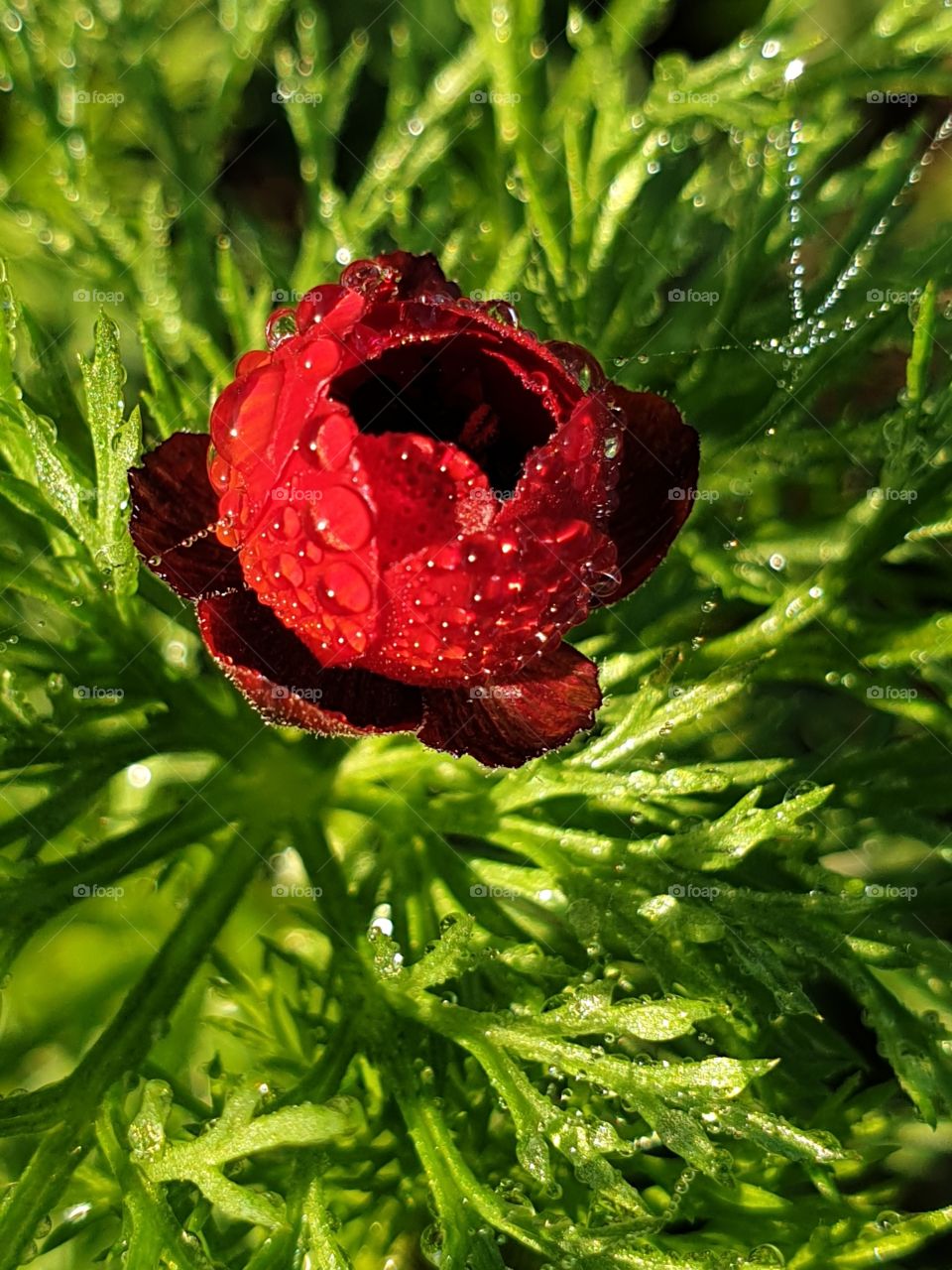 A small, red flower in the garden.
