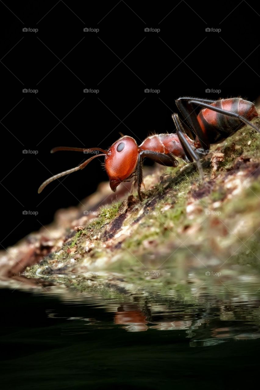 wild ant in the jungle