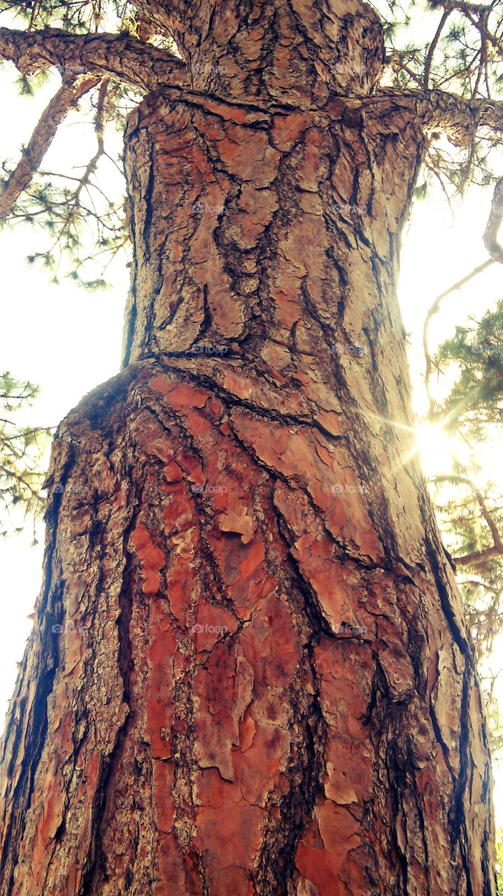 Tree, No Person, Wood, Nature, Bark