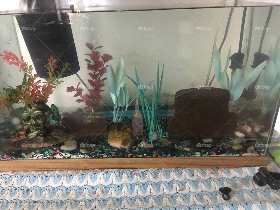 Tropical fish aquarium with tetras and some pink bottom feeders. Has rocks and plants,scull and a scull.
