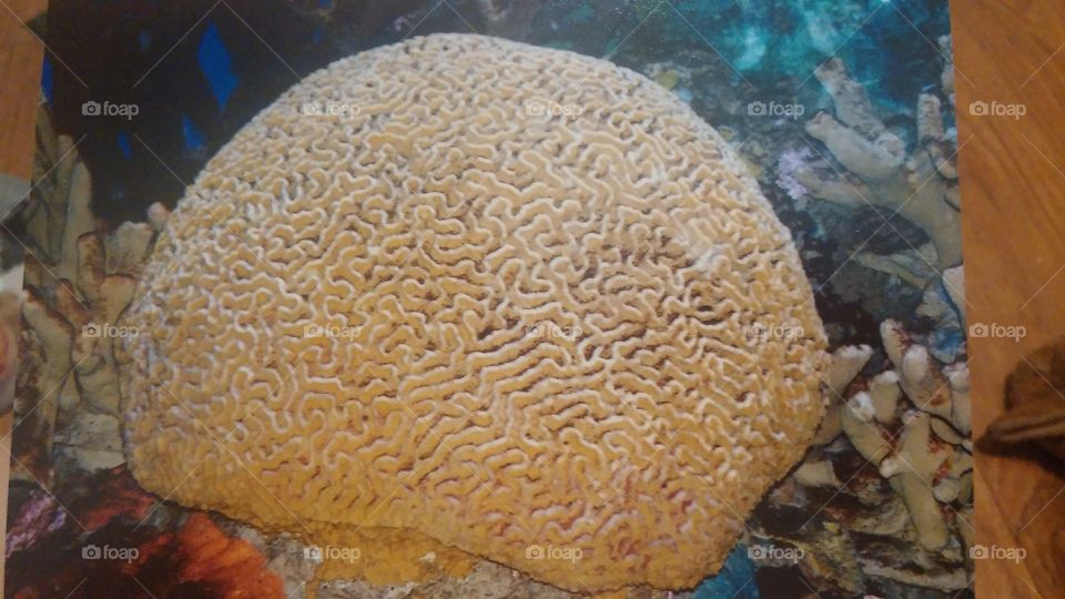 Brain Coral. found at Ripley's Aquarium in Gatlinbug, TN