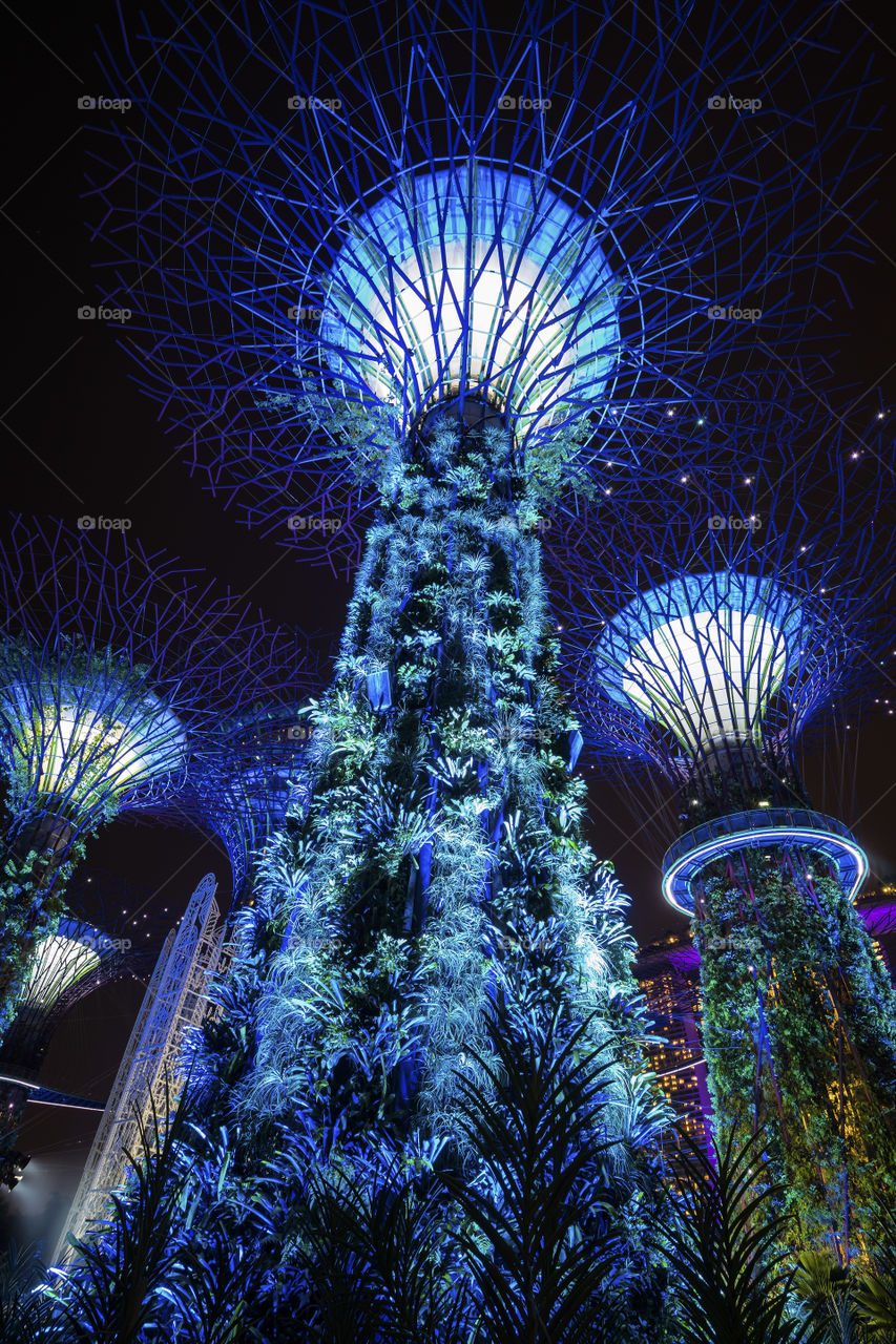 super tree groves  in Singapore