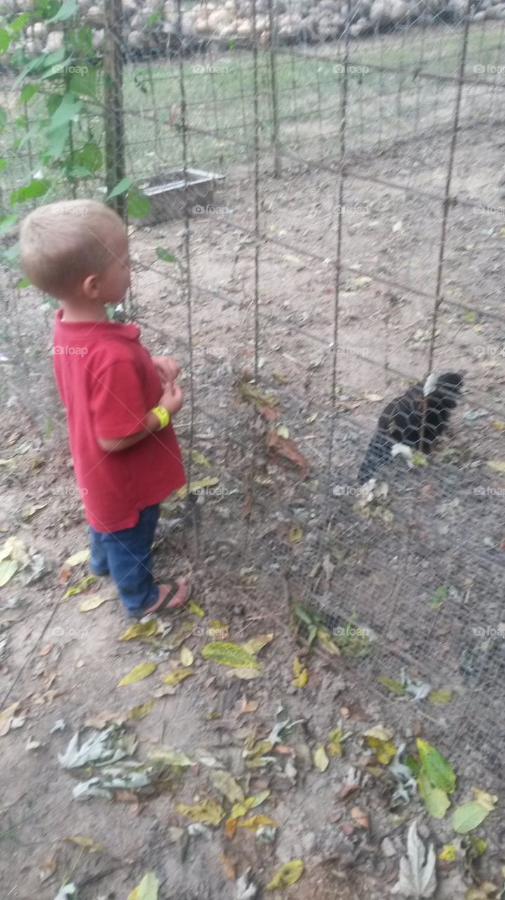 farm life. little boy feeds goat
