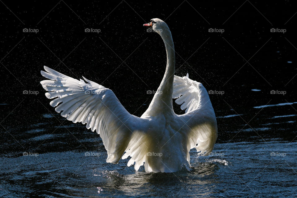 Swan spreading wings with droplets in a pond