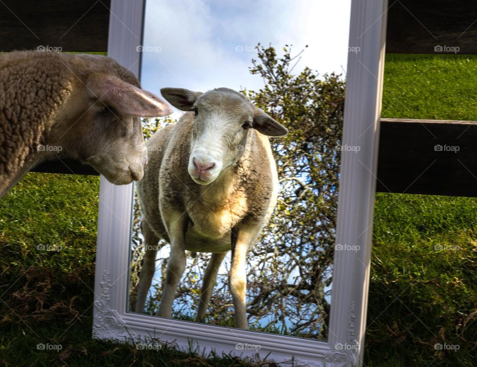 Lamb looking in the mirror