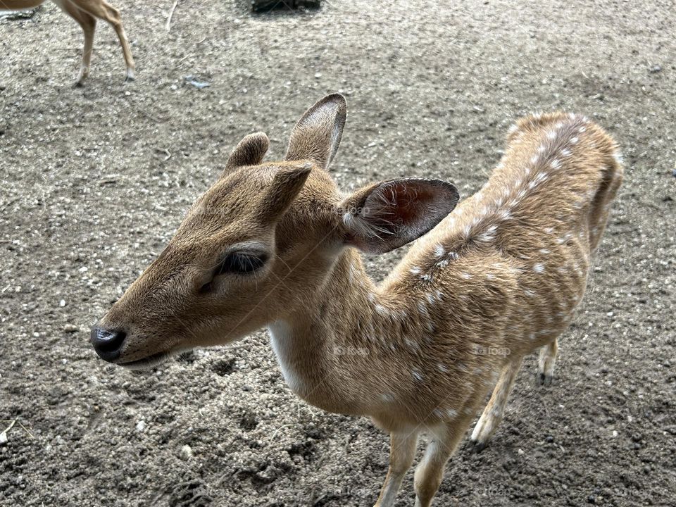A deer