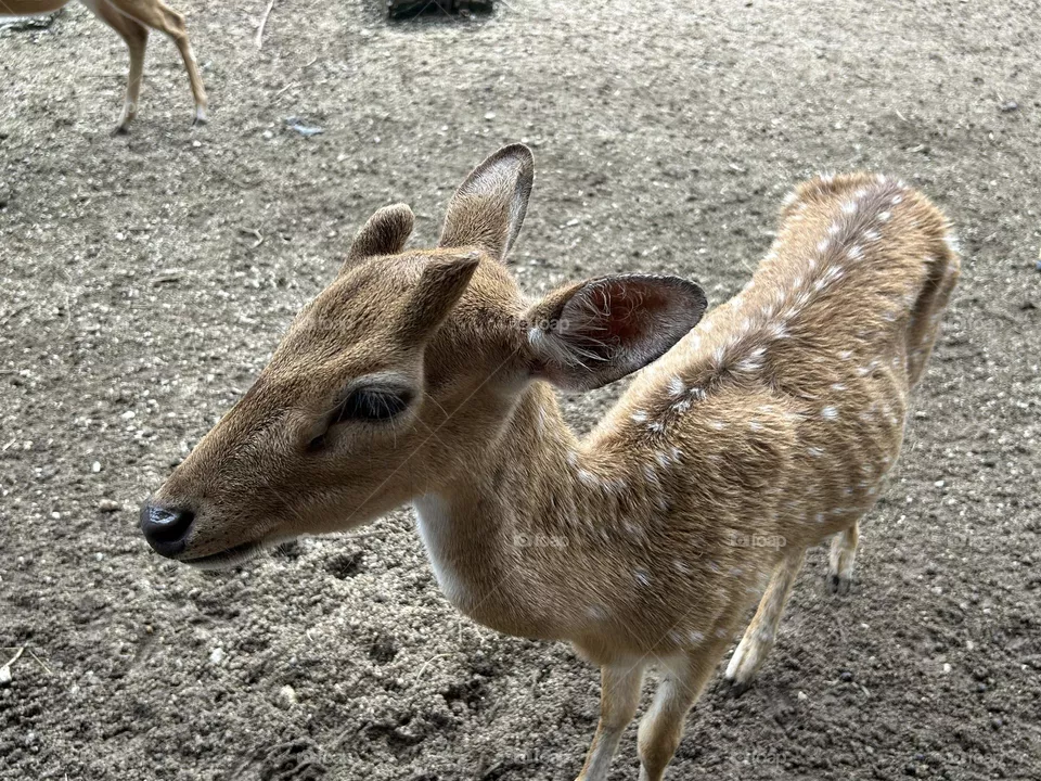 A deer