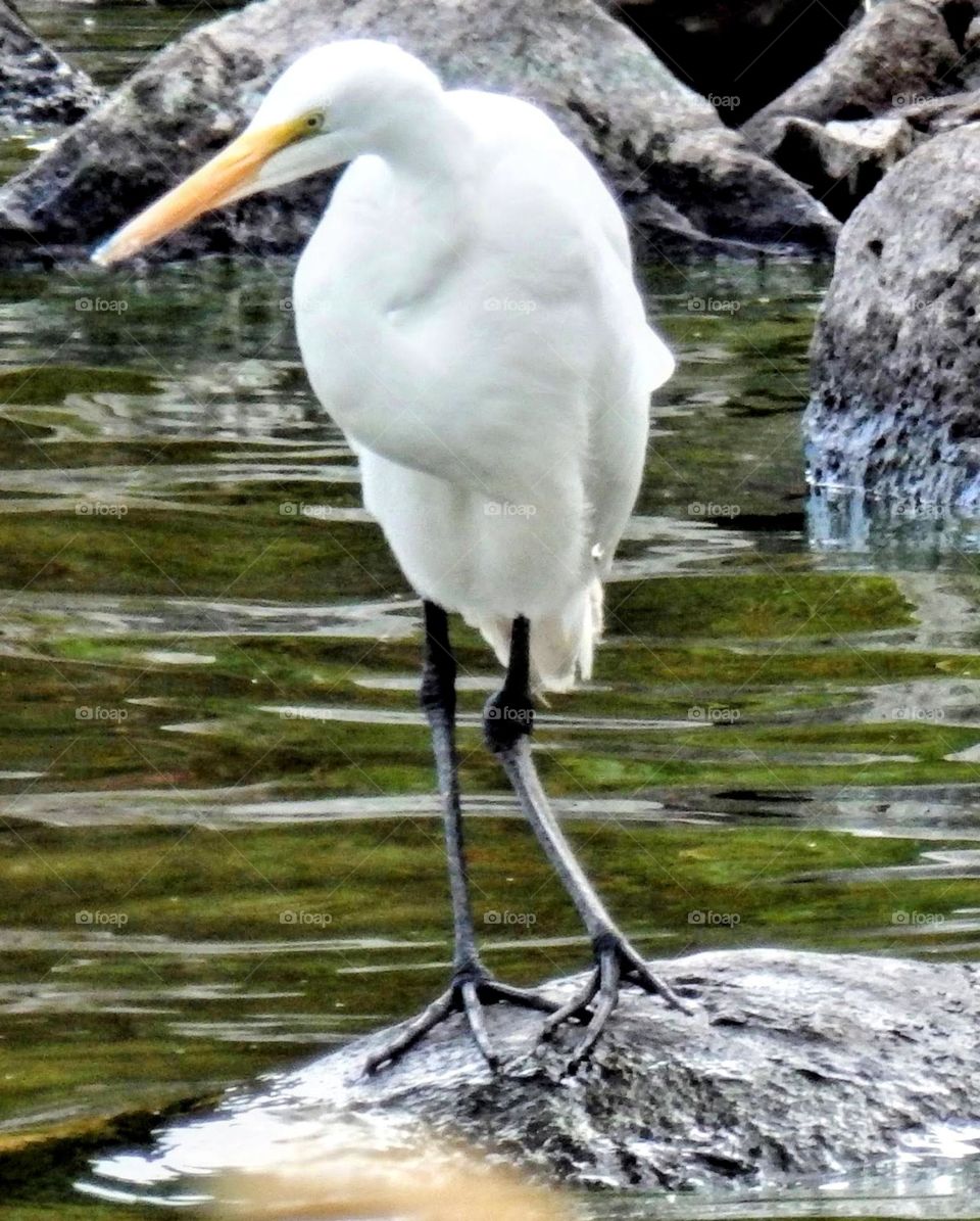 Egret on a rock